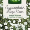 Discount VILMORIN Graines de Gypsophile Nuage blanc - graines à semer