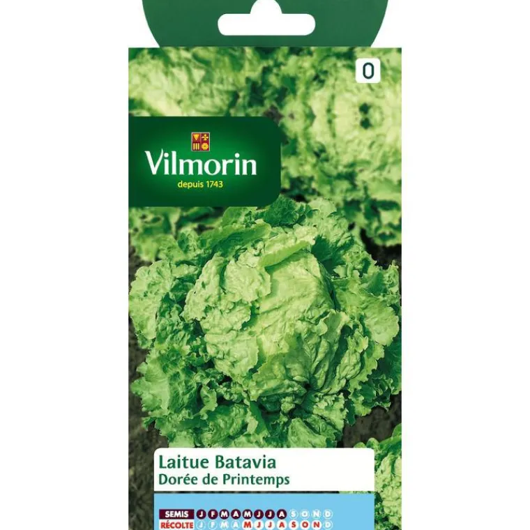 VILMORIN Graines de laitue batavia à dorée printemps - graines à semer