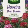 Outlet VILMORIN Graines de Verveine Brio variée - graines à semer