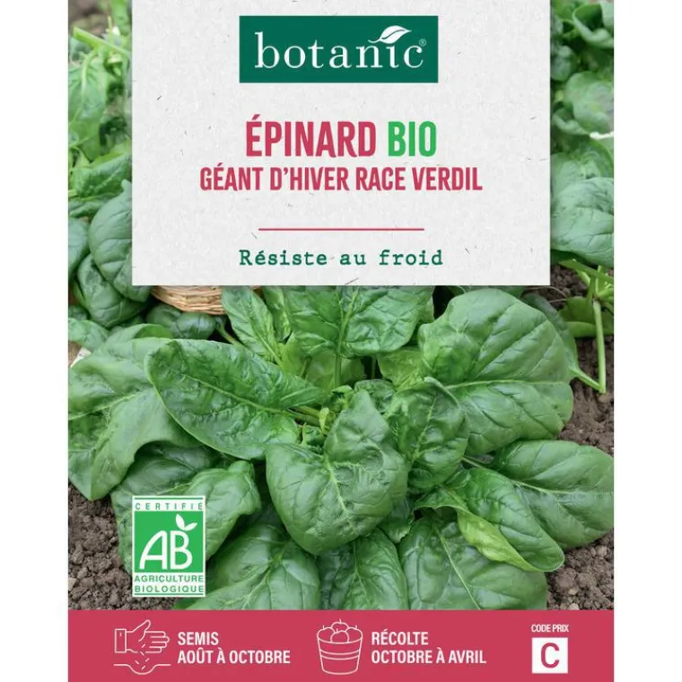 Outlet BOTANIC® Graines d'épinard géant d'hiver race verdil bio - graines à semer