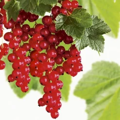 New BOTANIC® Groseillier A Grappe London Market Bio. Le pot de 2 litres