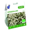 New BOTANIC® Gypsophile Paniculata Snowflake bio blanc - 1 bulbe