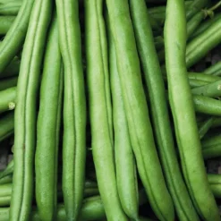 Discount BOTANIC® Haricot Nain Pongo Bio. La barquette de 3 plants