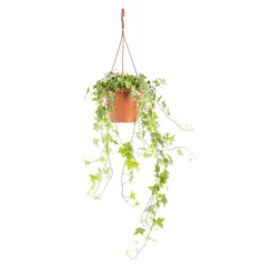 Sale Hedera Gold Child Panaché suspension Ø19xH55 cm