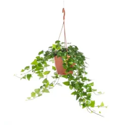 Discount Hedera Vert pot Ø17xH35 cm