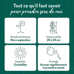 Online BOTANIC® Helianthème Rose Vif - Le pot de 9 x 9 cm