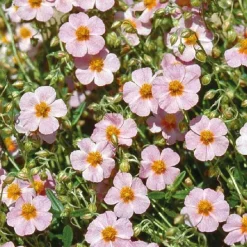 Sale BOTANIC® Helianthème Wisley Pink - Le pot de 9 x 9 cm