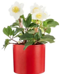 Outlet BOTANIC® Hellébore cache-pot céramique rouge - Ø 13,5 cm