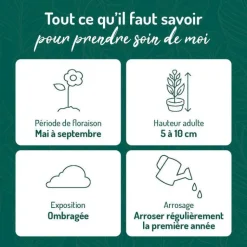 Sale BOTANIC® Herbe Aux Ecus Aurea - Le pot de 9 x 9 cm