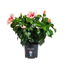 Hot BOTANIC® Hibiscus. Le pot de Ø 17 cm