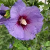 Discount HIBISCUS S.ULTRAMARINE ® 5L