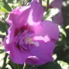 Clearance Hibiscus Syriacus ou Althéa Lavender Chiffon rose. Le pot de 4 litres