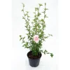 Sale HIBISCUS syriacus PINK CHIFFON ® 'Jwnwood4' cov 5L