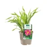 Discount BOTANIC® Hémérocalle ‘Persian Market’ - Le pot de 2 litres