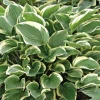 Hot BOTANIC® Hosta Aureomarginata - Le pot de 9 x 9 cm