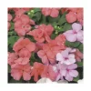 Sale BOTANIC® Impatiens - Le pack de 6 plants