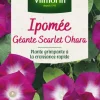 Outlet VILMORIN Ipomée Géante Scarlet Ohara - graines à semer