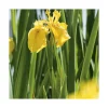 Sale BOTANIC® Iris des marais pot de 3 litres
