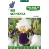 Clearance BOTANIC® Iris Germanica Hadlines violet et blanc - 1 bulbe