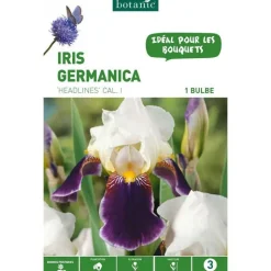 Clearance BOTANIC® Iris Germanica Hadlines violet et blanc - 1 bulbe