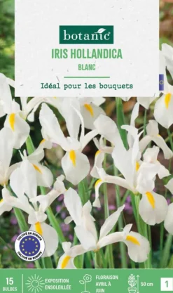 Outlet BOTANIC® Iris hollande coloris blanc - 15 bulbes