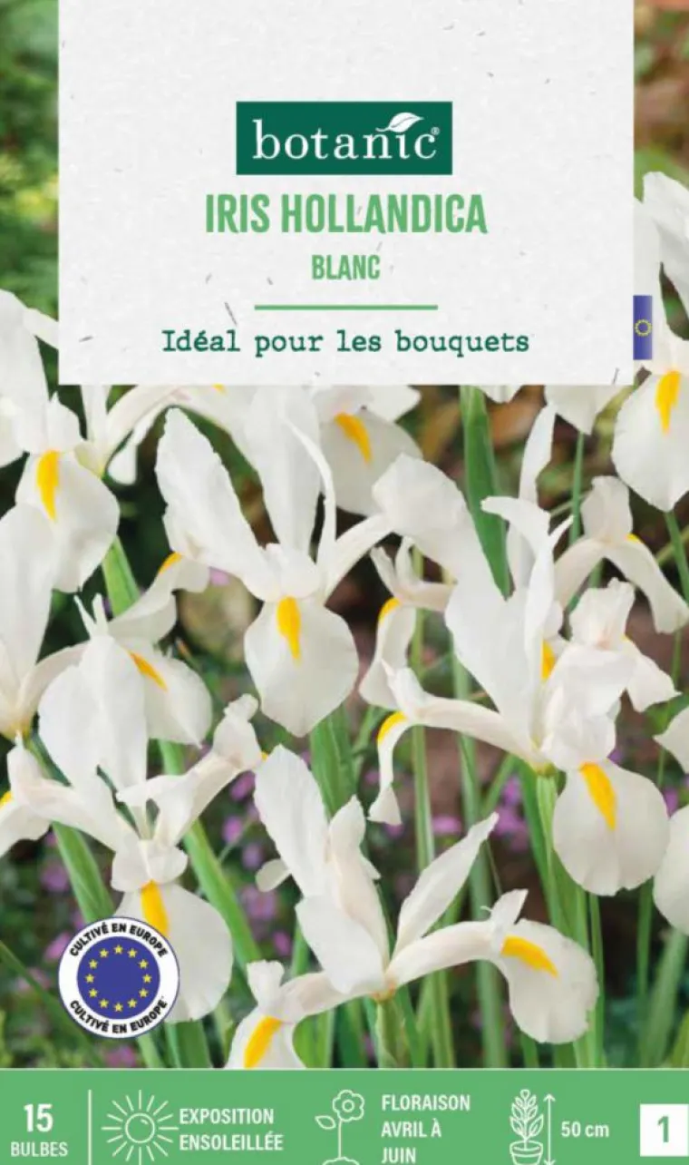Outlet BOTANIC® Iris hollande coloris blanc - 15 bulbes