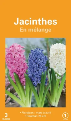 Outlet BOTANIC® Jacinthe - 3 bulbes