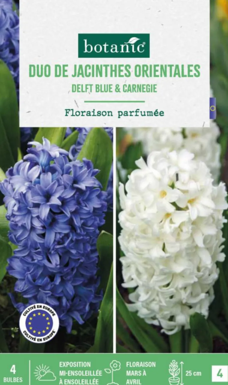 Online BOTANIC® Jacinthe en mélange coloris bleu et blanc - 4 bulbes
