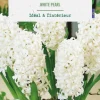 Clearance BOTANIC® Jacinthe intérieur white pearl - 2 bulbes