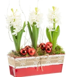 Sale BOTANIC® Jacinthe x 3 jardinette zinc rouge ruban textile - 22 cm