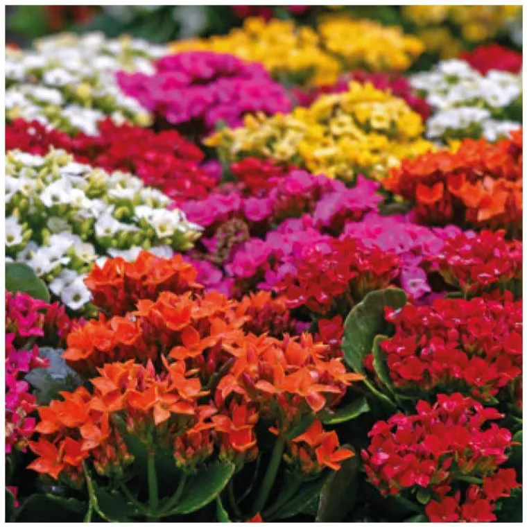 Clearance Kalanchoe à fleurs multicolores. La coupe Ø 23 cm