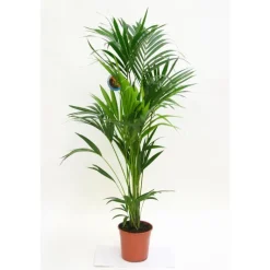 New Kentia forsteriana