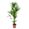Clearance Kentia Forsteriana pot Ø27 cm/ H200 cm