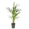 Discount Kentia Forsteriana pot Ø17 cm/ H80 cm