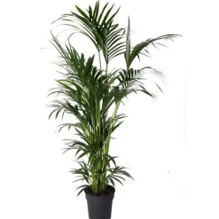 Sale Kentia Forsteriana pot Ø40 cm/ H260 cm