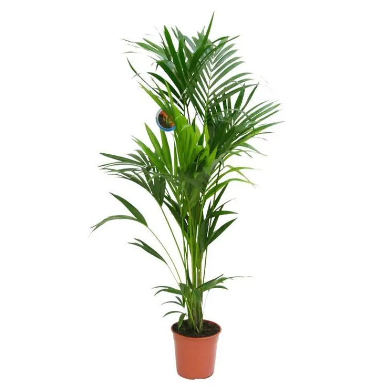 Clearance Kentia Forsteriana pot Ø24 cm/ H130 cm