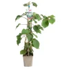 New BOTANIC® Kiwi Femelle Koryoku' Bio. Le pot de 5 litres