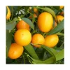 Discount Kumquat. Le pot de 5 litres