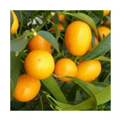 Hot Kumquat. Le pot de 60 litres