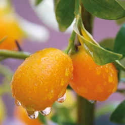 Hot Kumquat. Le pot de 5 litres