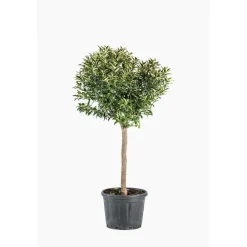 Clearance Kumquat. Le pot de 30 litres