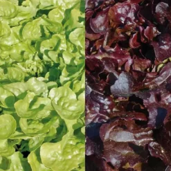 Online BOTANIC® Laitue Feuille de Chêne rouge Mélange Bio - La barquette de 12 plants