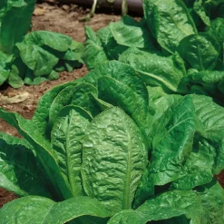Online BOTANIC® Laitue Romaine Jeluna Bio. La barquette de 12 plants