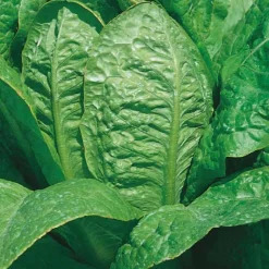 Online BOTANIC® Laitue Romaine Jeluna Bio. La barquette de 12 plants