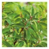 Sale BOTANIC® Laurier du Portugal - pot 10 L