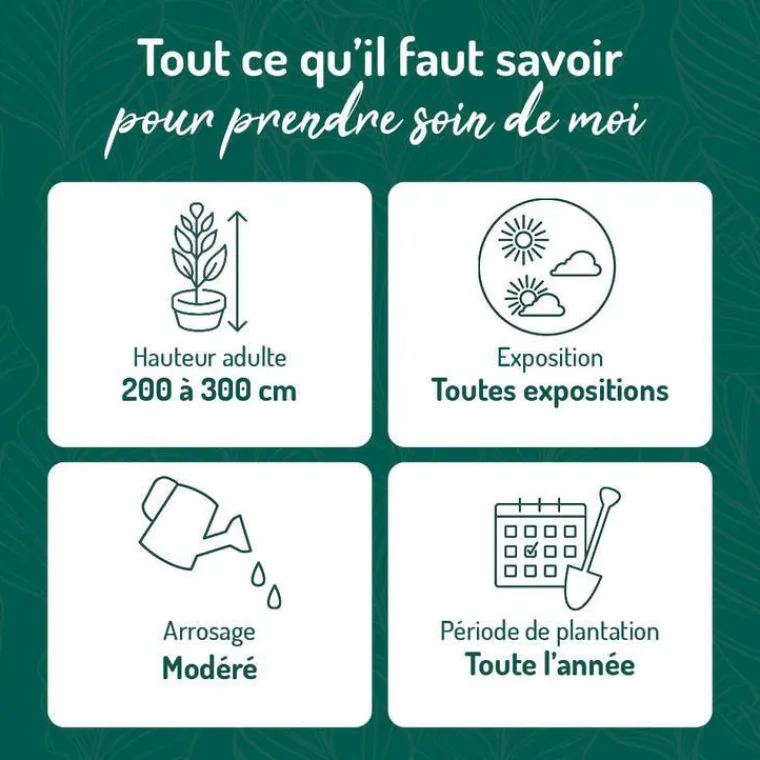 Sale BOTANIC® Laurier du Portugal - pot 10 L