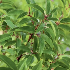 Discount BOTANIC Laurier du Portugal ‘Angustifolia’ vert. Le pot de 7L