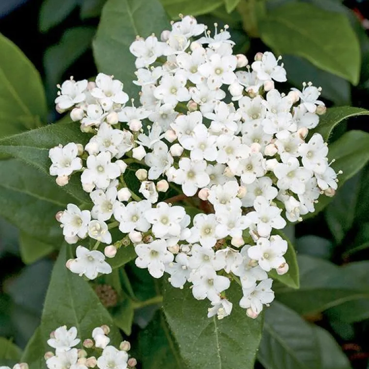 New BOTANIC Laurier tin ‘Giganteum’ blanc. Le pot de 7L