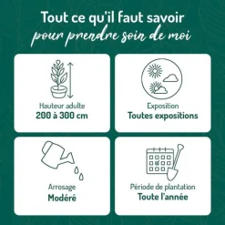 Hot BOTANIC® Laurier-tin (Viorne tin) blanc. Le pot de 3 litres