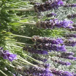 Hot BOTANIC® Lavande dentée. Le pot de 15 litres